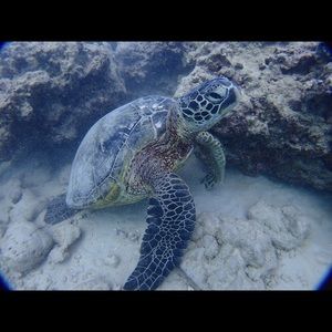 Meet your Posher, Hisako